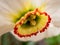 Daffodil stamen with pollen grains macro