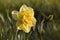 Daffodil Tahiti double narcissus