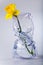 Daffodil in vase