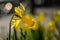 Daffodil in the wind