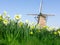 Daffodil and Windmill Landscape