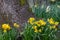Daffodil Woods