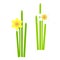 Daffodil. Yellow, orange spring flowers, green leaves on white background