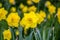 Daffodiles