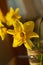 Daffodiles