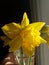 Daffodill