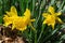 Daffodills bloom among succulent green grass, on a beautiful early spring day in Upstate New York