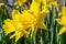 Daffodills bloom among succulent green grass, on a beautiful early spring day in Upstate New York