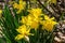 Daffodills bloom among succulent green grass, on a beautiful early spring day in Upstate New York