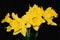 Daffodils Against Black Background