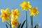 Daffodils against a blue sky