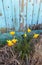 Daffodils against distressed shed, Northumberland, England. UK