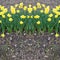 Daffodils Background Templates