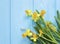 Daffodils beautiful invitation texture elegant willow on a blue wooden wedding background romantic
