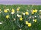 Daffodils bedides a road