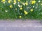 Daffodils bedides a road
