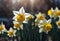 Daffodils blooming. Close-up of daffodil flowers blooming at sunset. Selective focus. AI generated