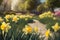Daffodils blooming. Daffodil flowers bloom at sunset. Flower alley. AI generated