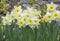 daffodils blooming in a flower bed