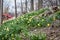 Daffodils Blooming on Hillside - Red Bridge