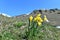 Daffodils blooming in meadow front of alpine mountain under blue sky