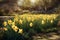 Daffodils blooming. Narcissus flowers bloom at sunset. AI generated