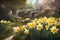 Daffodils blooming. Narcissus flowers bloom at sunset. Flower alley. AI generated