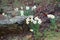 Daffodils Blooming Among the Rocks in Kentucky