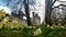 Daffodils blowing in the breeze in Sophia Gardens, a city centre park in Cardiff