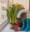 Daffodils and blue rubber boots