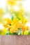 Daffodils, bokeh, background