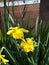 Daffodils both single and double varieties in a Burnley Garden