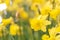 Daffodils bright spring yellow flower with copy space for web banner and invitation card display design. Daffodils floral bloom in