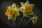 Daffodils : These bright yellow flowers