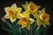 Daffodils : These bright yellow flowers