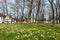 Daffodils in Bruges beguinage