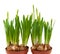 Daffodils buds isolated white pots two spring