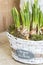 Daffodils bulbs in basket