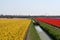 Daffodils bulbs field as far as the eye can see, attracts many tourists.