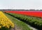 Daffodils bulbs field as far as the eye can see, attracts many tourists.