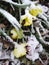 Daffodils Caught by the Snow Storm