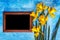 Daffodils and chalk board on a blue bright background. Top view. Copy space