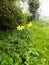 Daffodils in Crookham Northumerland, England. UK