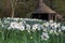 Daffodils & Edwardian Summerhouse