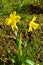 Daffodils February Gold flowers