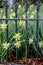Daffodils in the fence