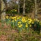 Daffodils Flowering in Spring Sunshine
