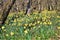Daffodils flowering in Via Botanica, Lellingen, Luxembourg
