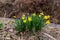 Daffodils flowers near forest creek in the nature