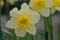 Daffodils, the flowers symbolizing friendship